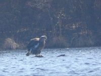 Juvenile bald eagle ruffled by wind in main pond, Unexpected Wildlife Refuge photo