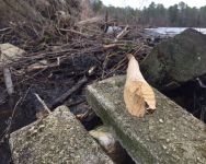 Beaver-chewed branch in dam, Unexpected Wildlife Refuge photo