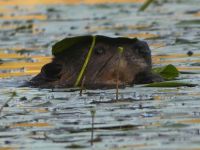 Beaver and lily pads, Unexpected Wildlife Refuge photo