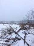 Beaver lodges in snow, Unexpected Wildlife Refuge photo