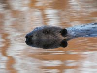 Beaver swimming in main pond, Unexpected Wildlife Refuge photo