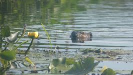 Beaver among yellow water lilies and pickerelweed in Miller Pond; Unexpected Wildlife Refuge photo