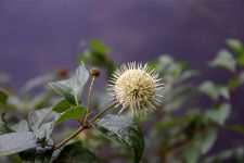Buttonbush, photo by Safe Russell