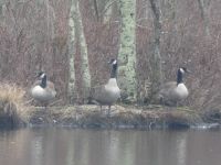 Canada geese on island in main pond, Unexpected Wildlife Refuge photo