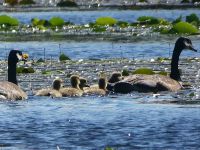 Canada geese family in main pond, Unexpected Wildlife Refuge photo