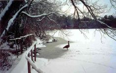Canada goose on frozen main pond, Unexpected Wildlife Refuge photo