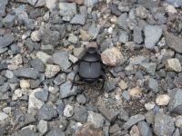 Common tumblebug, Unexpected Wildlife Refuge photo