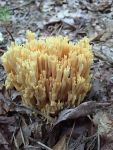 Crown-tipped coral fungus, Unexpected Wildlife Refuge photo