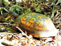 Eastern box turtle; Unexpected Wildlife Refuge photo