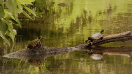 Eastern painted turtles, main pond, Unexpected Wildlife Refuge photo