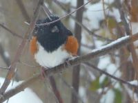 Eastern towhee in the snow, Unexpected Wildlife Refuge photo