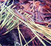 Eastern worm snake, Unexpected Wildlife Refuge photo