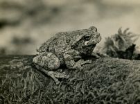 Gray tree frog, photo courtesy Al Francesconi