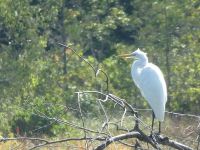 Great egret on main pond, Unexpected Wildlife Refuge photo