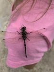 Male harlequin darner dragonfly Unexpected Wildlife Refuge photo