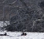 Hooded mergansers near beaver lodge, Unexpected Wildlife Refuge photo