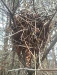 Northern cardinal nest, Unexpected Wildlife Refuge photo