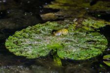 Northern cricket frog on lily pad, Unexpected Wildlife Refuge photo