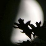 Oak leaves silhouetted by moon, Unexpected Wildlife Refuge photo