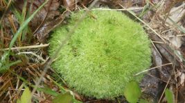 Pincushion moss; Unexpected Wildlife Refuge photo