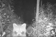 Raccoon babies via trail camera, Unexpected Wildlife Refuge photo