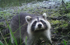 Raccoon inspecting trail camera, Unexpected Wildlife Refuge