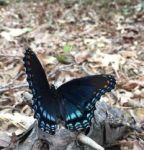 Red-spotted purple butterfly, Unexpected Wildlife Refuge photo