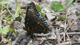 Red-spotted purple butterfly, Unexpected Wildlife Refuge photo