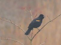 Red-winged blackbird singing, Unexpected Wildlife Refuge photo