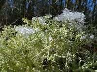 Reindeer lichen in snow, Unexpected Wildlife Refuge photo