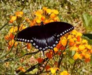 Spicebush swallowtail butterfly, Unexpected Wildlife Refuge photo