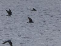 Swallows over main pond, Unexpected Wildlife Refuge photo