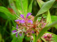 Swamp loosestrife, Unexpected Wildlife Refuge photo