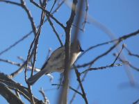 Tufted titmouse, Unexpected Wildlife Refuge photo