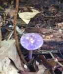 Viscid violet cort mushroom, Unexpected Wildlife Refuge photo
