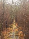 Wetlands walkway and fog, Unexpected Wildlife Refuge photo