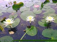 Water lilies, Unexpected Wildlife Refuge photo