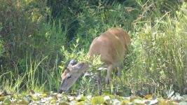 White-tailed deer foraging in main pond; Unexpected Wildlife Refuge photo