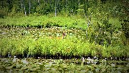 White-tailed deer in main pond, Unexpected Wildlife Refuge photo