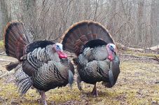 Wild turkeys, Unexpected Wildlife Refuge trail camera photo