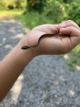 Young ribbon snake