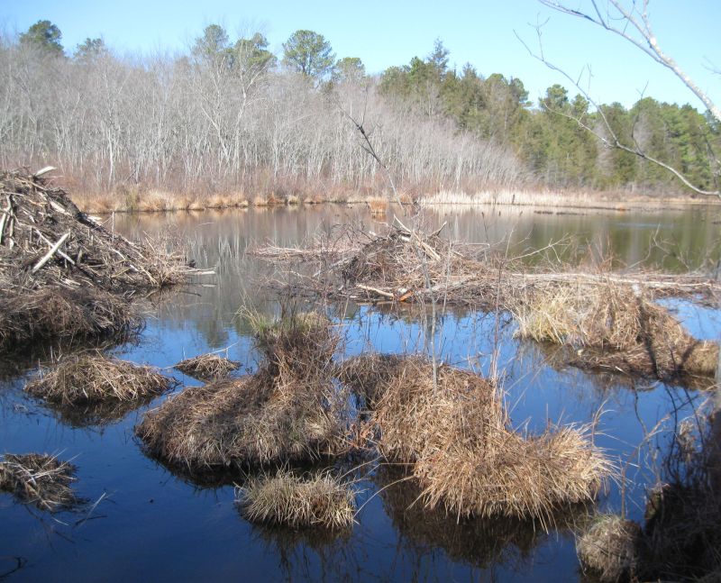 Beaver lodges (larger with evidence of recent activity) and food raft ...