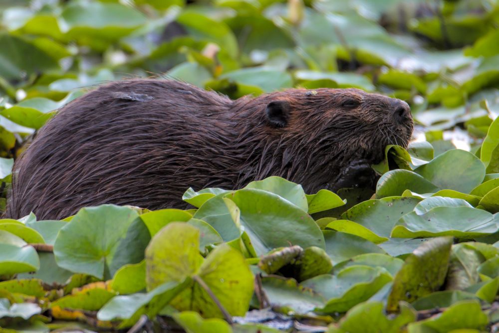 Unexpected Wildlife Refuge(00)