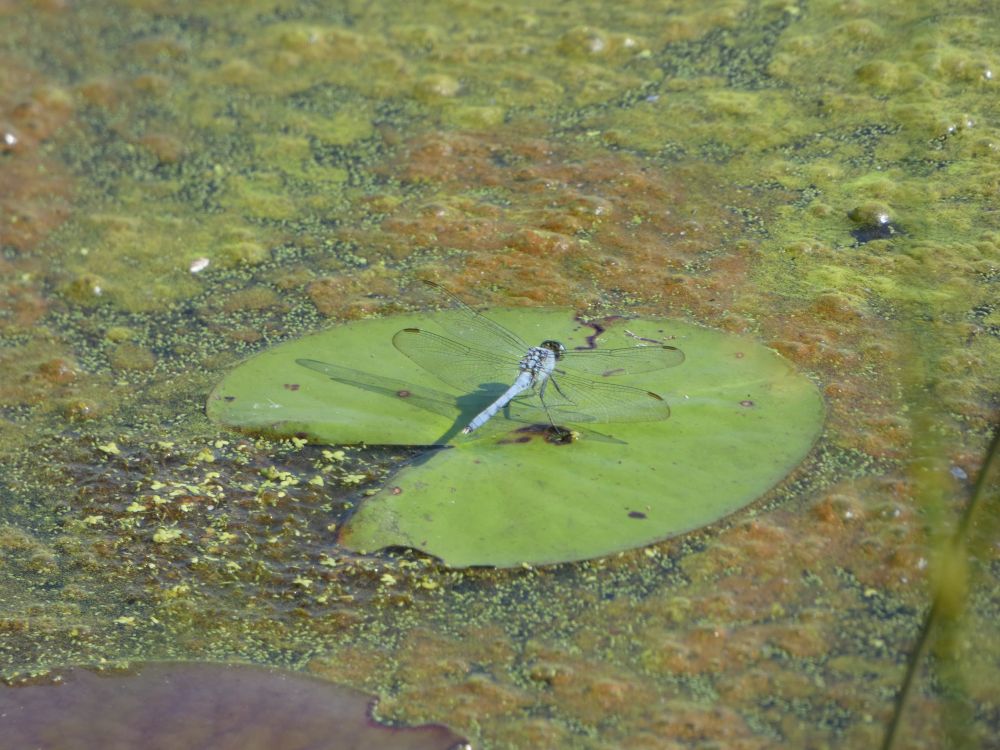 Eastern pondhawk Dragonfly, Unexpected Wildlife Refuge photo