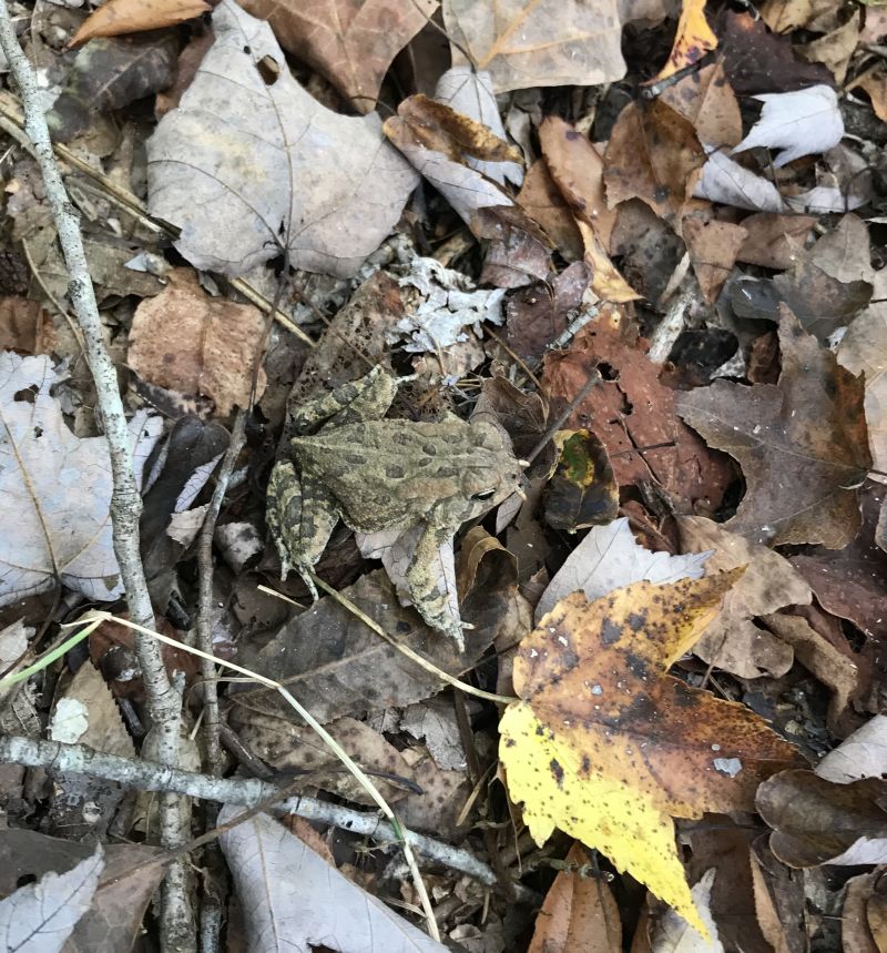 Fowler's toad, young, near Miller House, photo by Janet Romano (Sep 2019)