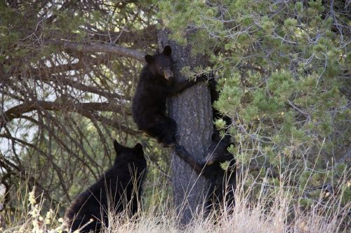 American black bears; Jean Beaufort