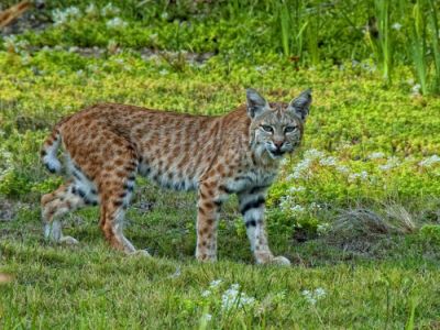 Bobcat, photo by Bill Wight