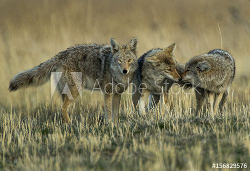 Coyotes; Adobe Stock
