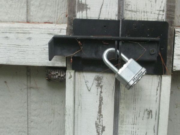 Paper wasp nest near shed lock, photo by Dave Sauder