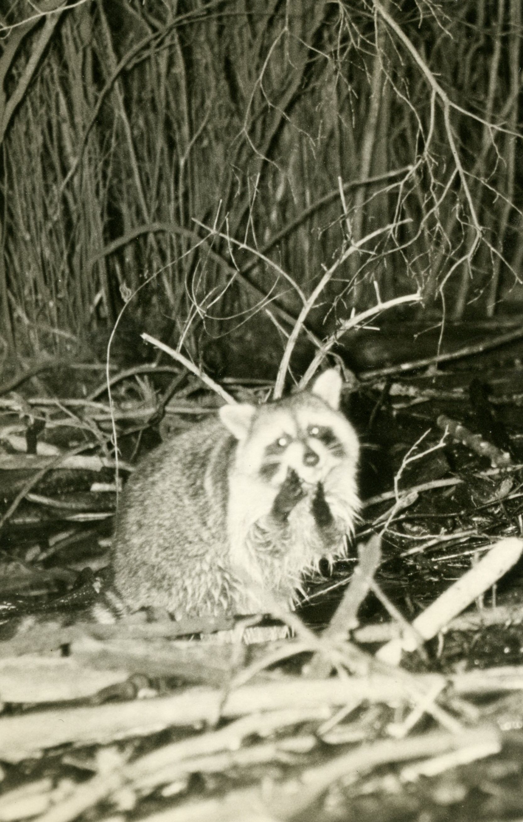 The Unexpected Truth About Otter Dam Construction - rajolor